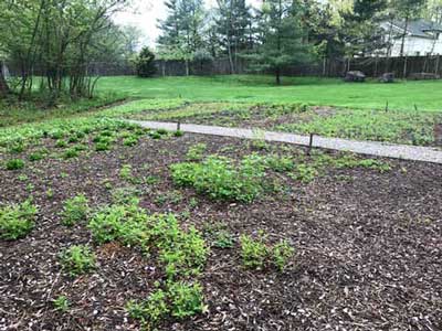 Pollinator Garden