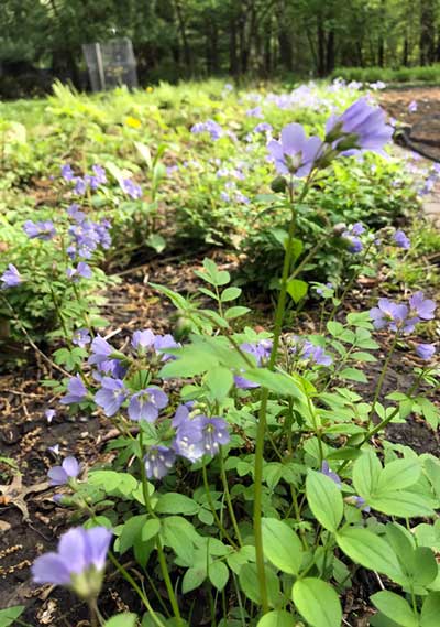 Pollinator Garden