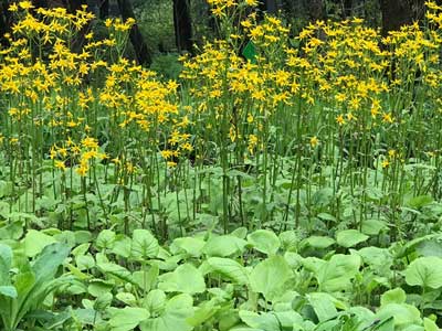 Pollinator Garden