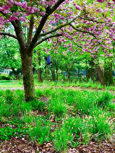 Pollinator Garden