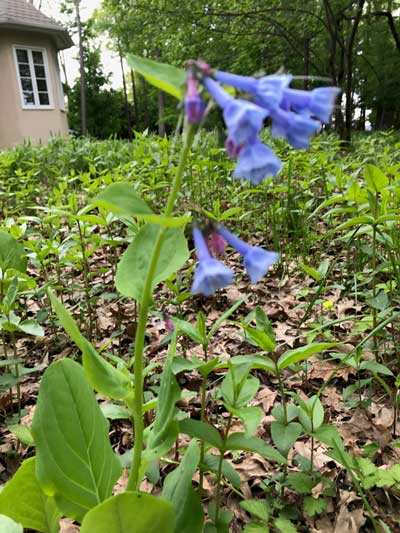 Pollinator Garden