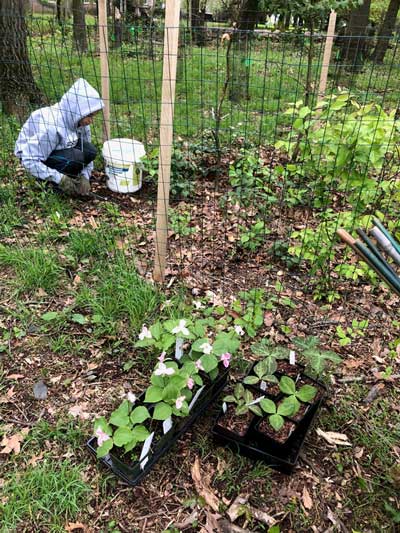 Pollinator Garden